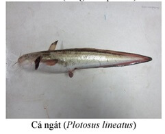 ca-ngat