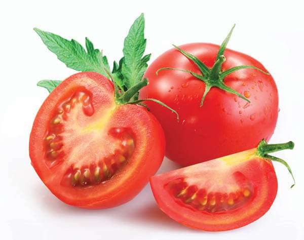 Cà chua lâu hư