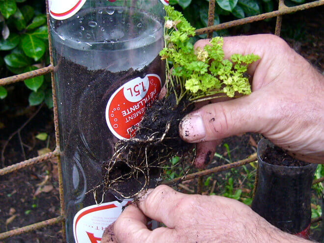 Cách làm “tháp rau” từ chai nhựa để trồng rau sạch tại nhà 49