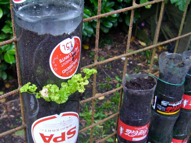 Cách làm “tháp rau” từ chai nhựa để trồng rau sạch tại nhà 50