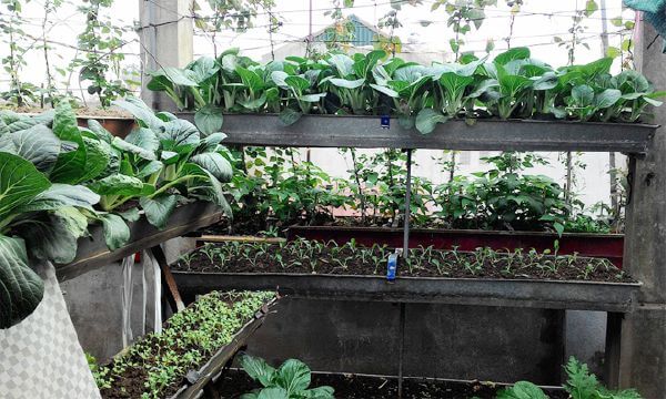 trồng rau xanh trên sân thượng