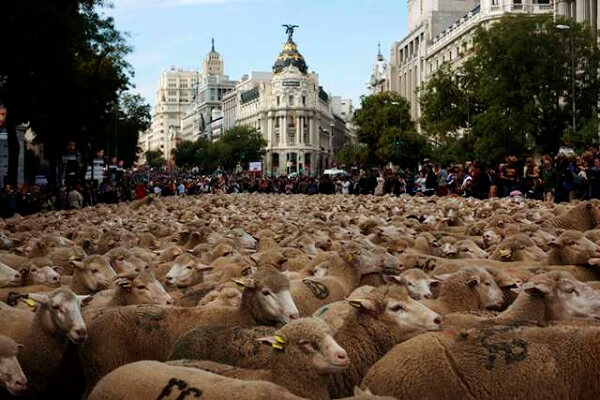 Dắt 2.000 con cừu đi biểu tình 5