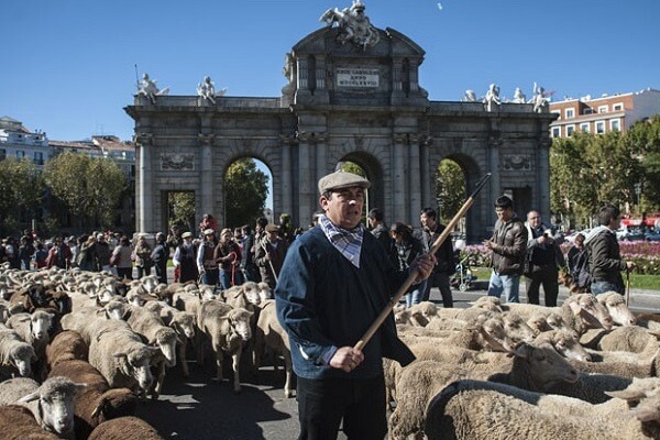 Dắt 2.000 con cừu đi biểu tình 6