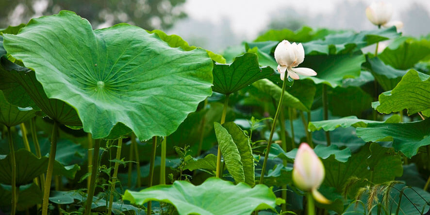 Mẹo giảm cân an toàn từ lá sen mẹ nào cũng nên biết 5