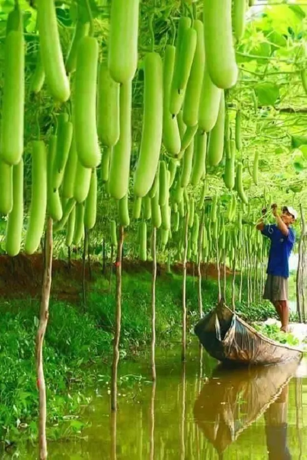 Ngắm những vườn cây sai trĩu quả này bạn sẽ muốn về nhà làm nông dân ngay 42