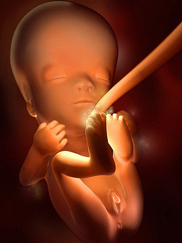 Sự phát triển khỏe mạnh của thai nhi qua từng tuần trong thai kỳ ( phần 2) 13