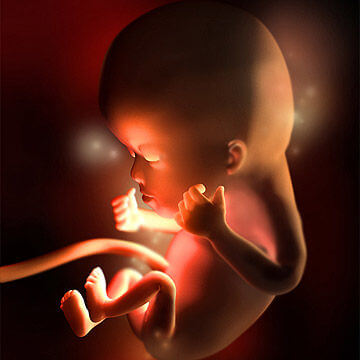 Sự phát triển khỏe mạnh của thai nhi qua từng tuần trong thai kỳ ( phần 2) 14