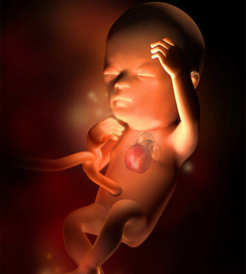 Sự phát triển khỏe mạnh của thai nhi qua từng tuần trong thai kỳ ( phần 2) 16