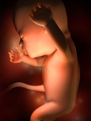 Sự phát triển khỏe mạnh của thai nhi qua từng tuần trong thai kỳ ( phần 2) 18