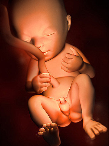 Sự phát triển khỏe mạnh của thai nhi qua từng tuần trong thai kỳ ( phần 2) 22