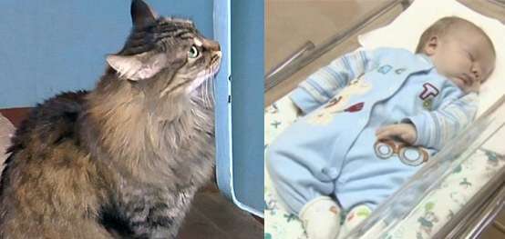 Xúc động mèo cứu bé sơ sinh khỏi chết rét 5