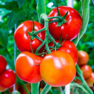 Bầu có nên ăn cà chua? 7