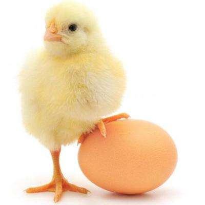 Các trường hợp ăn trứng gây ngộ độc 4