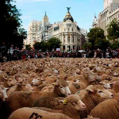 Dắt 2.000 con cừu đi biểu tình 4