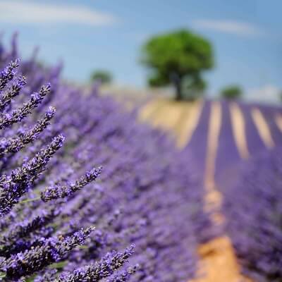 20/10: Gửi người tôi yêu từ Provence! 13