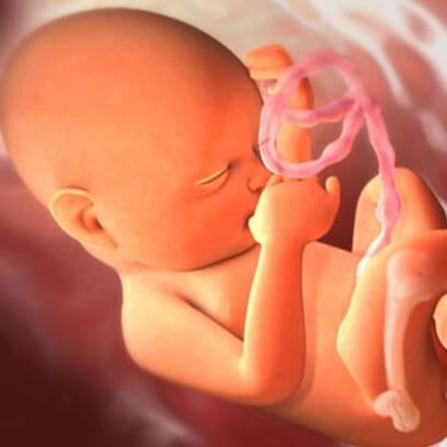 Diệu kỳ giai đoạn phôi thai - Những điều mọi bà mẹ cần biết (P.1) 3
