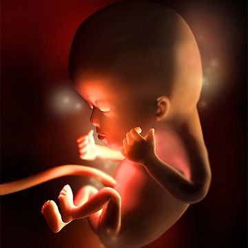Sự phát triển khỏe mạnh của thai nhi qua từng tuần trong thai kỳ ( phần 2) 11
