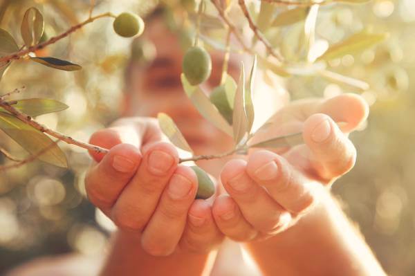 Tinh dầu Olive từ Provence và những ưu điểm tuyệt vời! 4