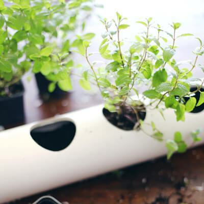 Thiết kế vườn rau trong bếp bằng ống nhựa PVC quen thuộc 2