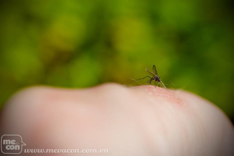 cách phòng chống muỗi