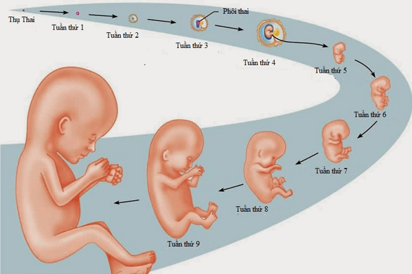 3 giai đoạn quan trọng trong quá trình mang thai 4