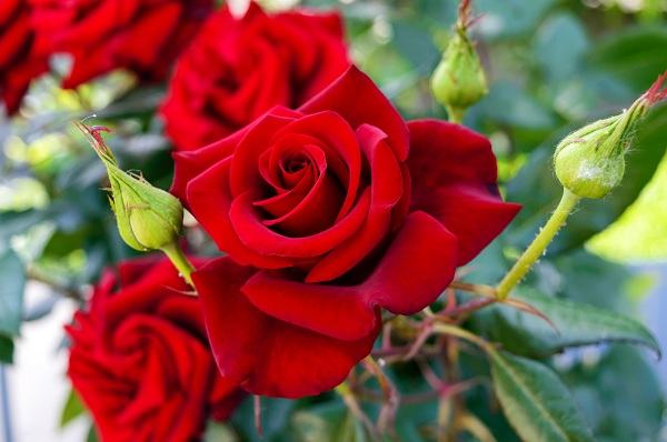 Hoa hồng dành tặng chị em ngày 20/10 – Ý nghĩa màu sắc hoa hồng 8
