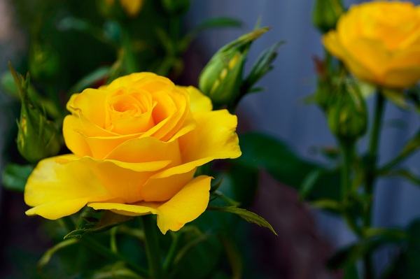 Hoa hồng dành tặng chị em ngày 20/10 – Ý nghĩa màu sắc hoa hồng 10