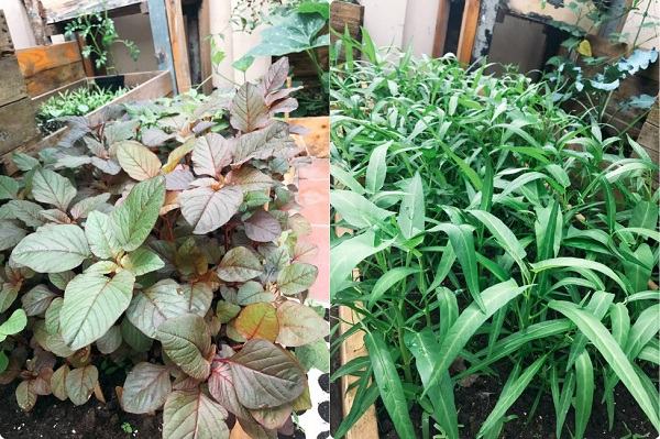 Vườn rau trồng trong thùng gỗ xanh mướt trên sân thượng của gia đình Sài Gòn 18