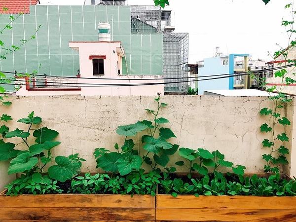Vườn rau trồng trong thùng gỗ xanh mướt trên sân thượng của gia đình Sài Gòn 12