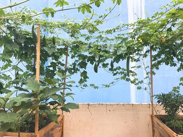 Vườn rau trồng trong thùng gỗ xanh mướt trên sân thượng của gia đình Sài Gòn 17