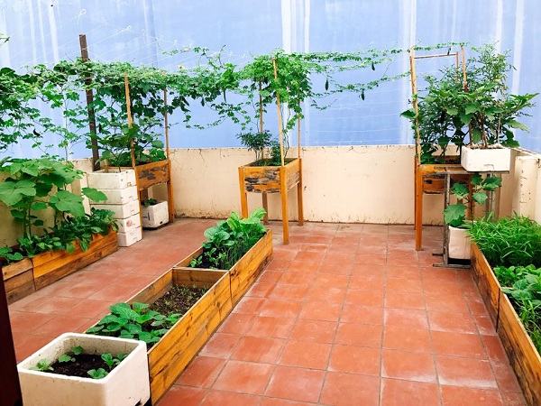 Vườn rau trồng trong thùng gỗ xanh mướt trên sân thượng của gia đình Sài Gòn 11