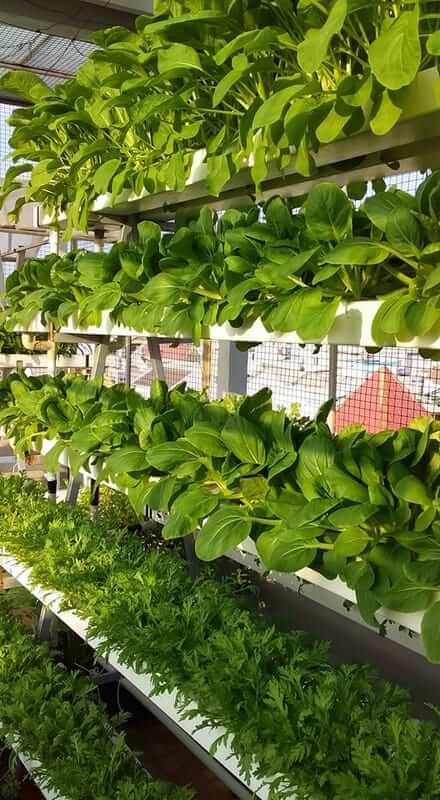 Vườn thẳng đứng trên sân thượng 15 m2 43 Vườn thẳng đứng trên sân thượng 15 m2 23