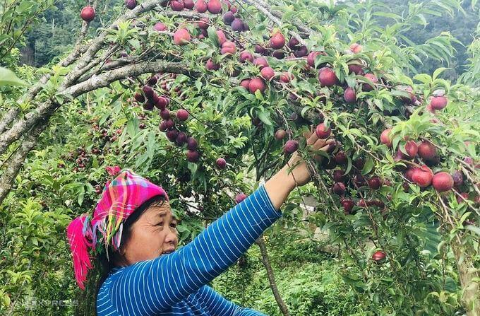 Hái mận máu dưới chân núi Lảo Thẩn 24 Hái mận máu dưới chân núi Lảo Thẩn 8