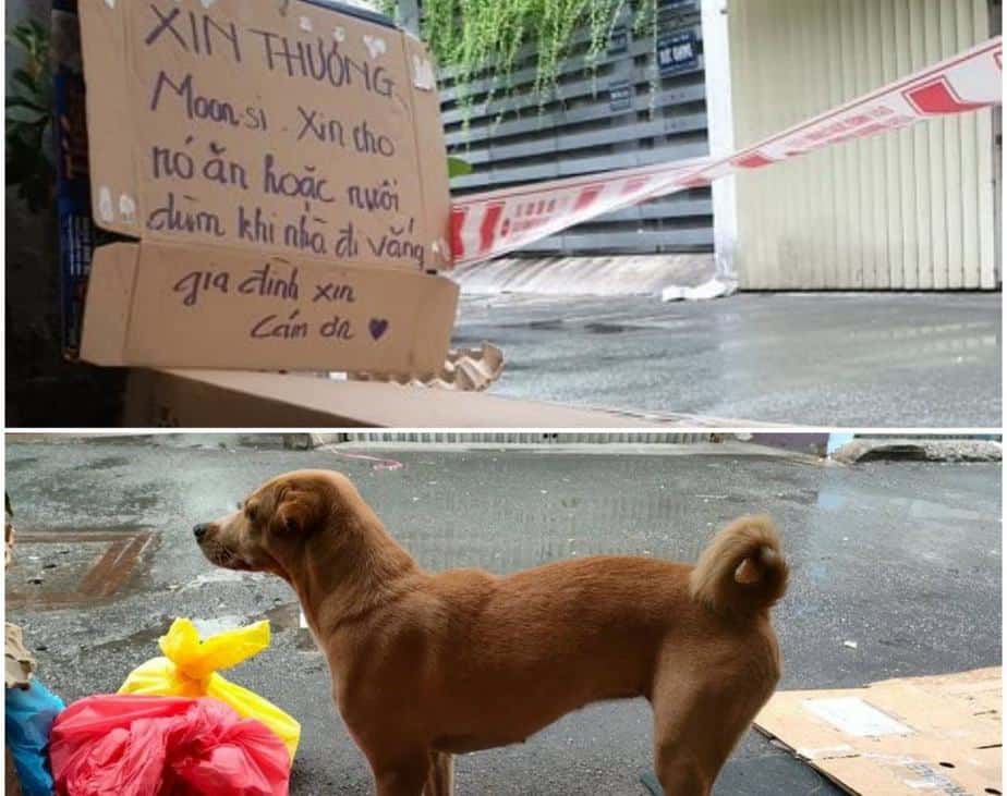 Đi chống dịch, chàng trai nuôi chó giúp chủ nhà F0 ở Sài Gòn 24 Đi chống dịch