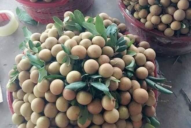 Hậu Giang tồn đọng 180 tấn nhãn, chôm chôm và dưa lê 24 Hậu Giang tồn đọng 180 tấn nhãn, chôm chôm và dưa lê 5