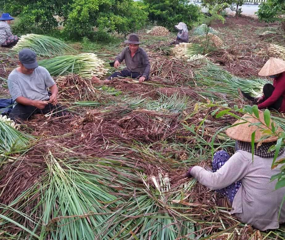 Nóng trên mạng xã hội: Lão nông miền Tây tặng cả vườn sả cho người TP.HCM 37 Nóng trên mạng xã hội: Lão nông miền Tây tặng cả vườn sả cho người TP.HCM 17