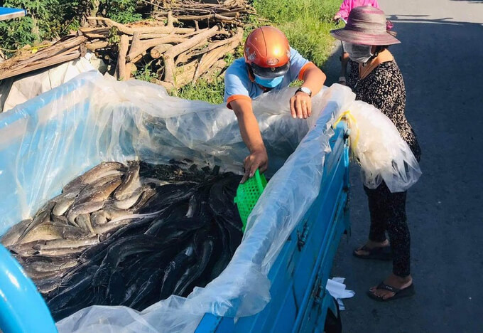 Nông dân tặng ao cá cho gian hàng 0 đồng 36 Nông dân tặng ao cá cho gian hàng 0 đồng 17