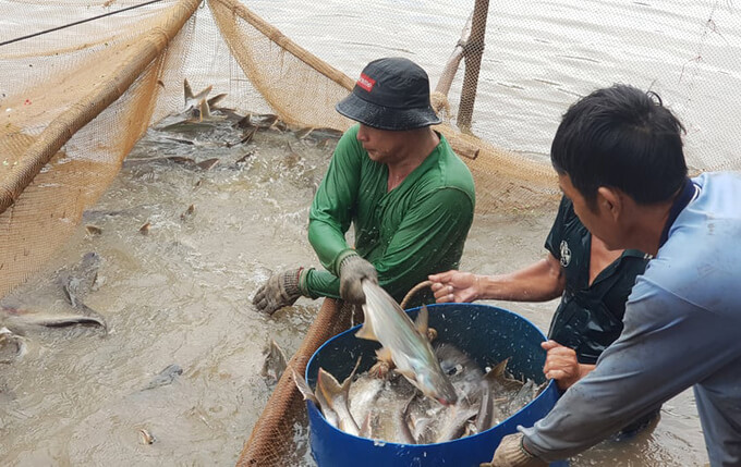 Nông dân tặng ao cá cho gian hàng 0 đồng 37 Nông dân tặng ao cá cho gian hàng 0 đồng 18