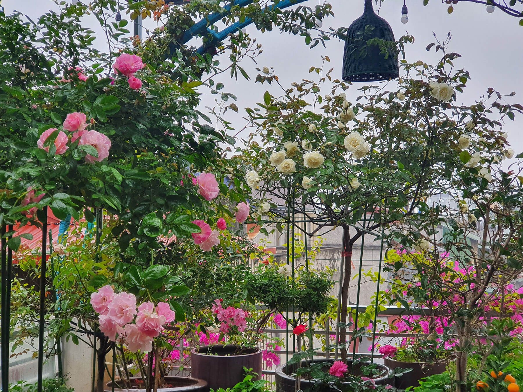 'Vườn hồng nhớ bố' của người phụ nữ Hà thành 48 'Vườn hồng nhớ bố' của người phụ nữ Hà thành 37