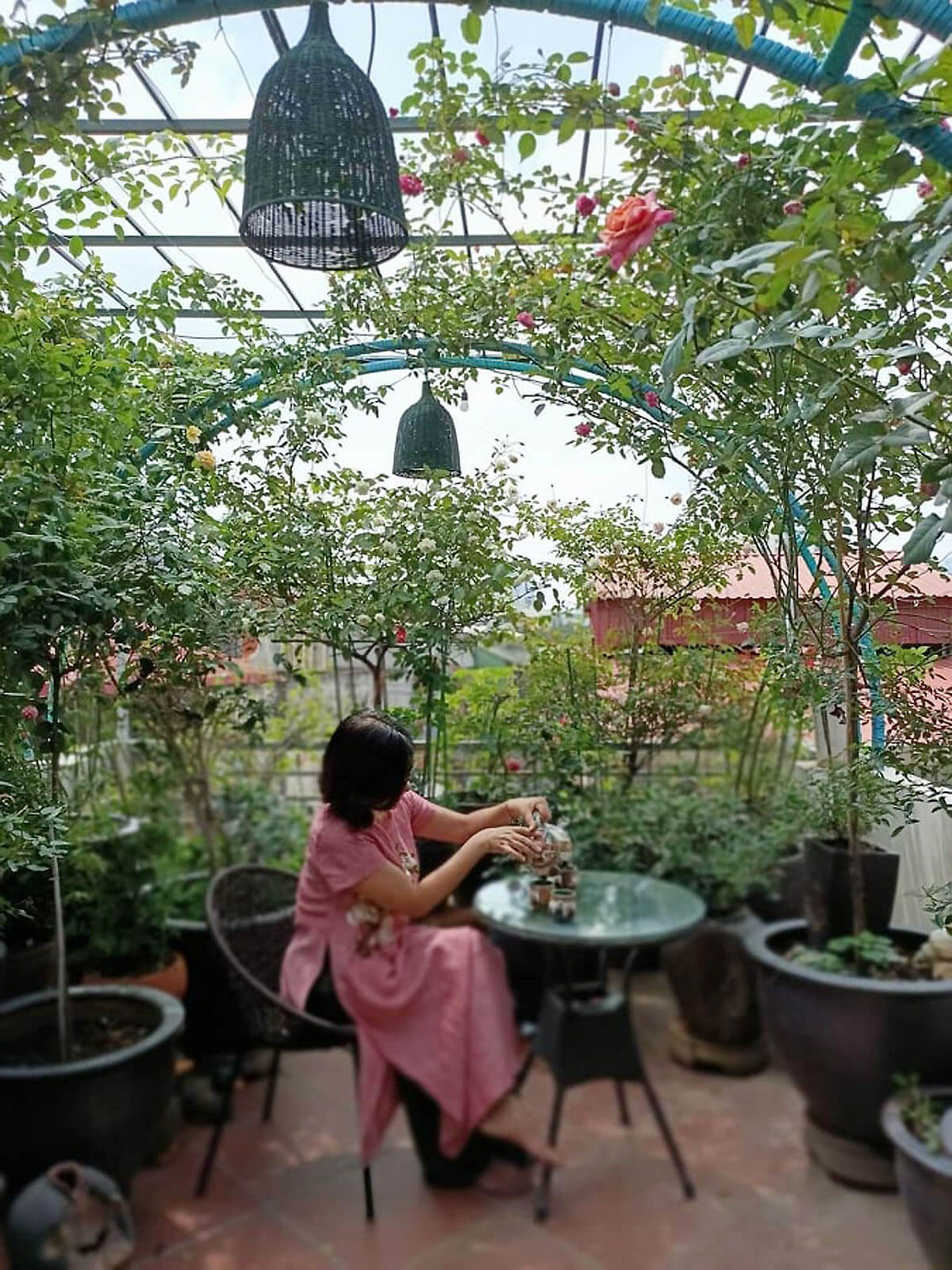 'Vườn hồng nhớ bố' của người phụ nữ Hà thành 49 'Vườn hồng nhớ bố' của người phụ nữ Hà thành 38