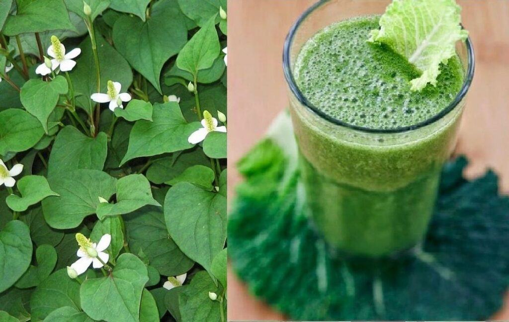 trị táo bón bằng rau diếp cá