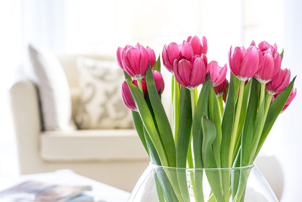 cách chăm sóc hoa tulip