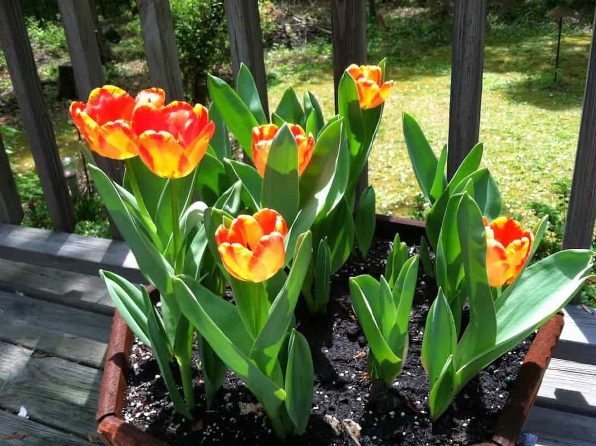 Cách chăm sóc hoa tulip trồng chậu tươi lâu