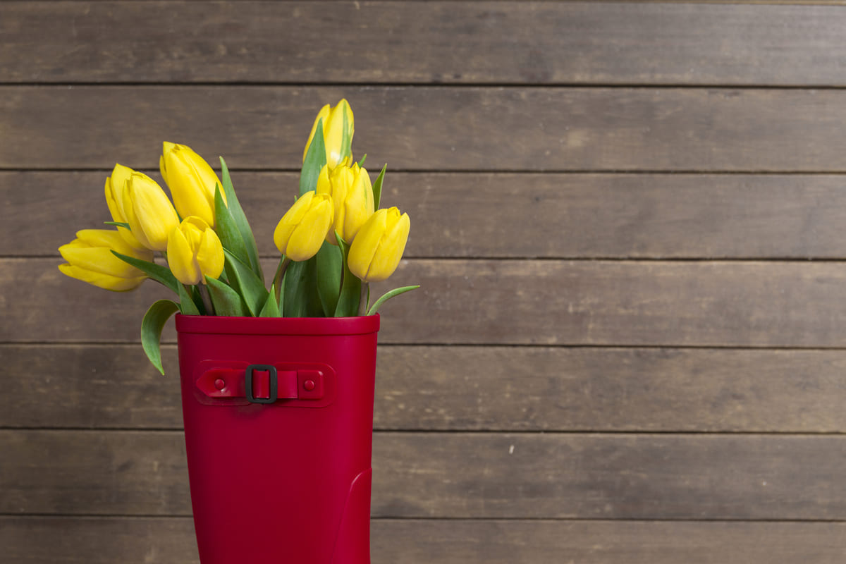 bí quyết chăm sóc hoa tulip cắt cành