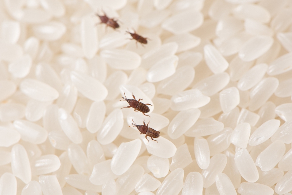 5 mẹo chống mối mọt gạo vừa đơn giản vừa an toàn