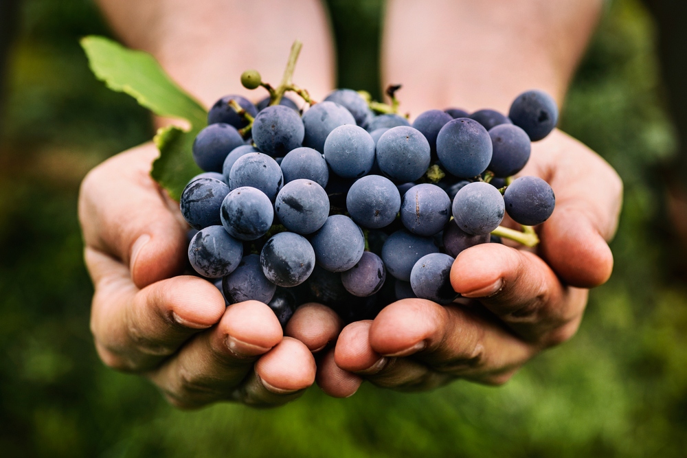 những loại trái cây ngâm rượu tốt cho sức khỏe là trái nho