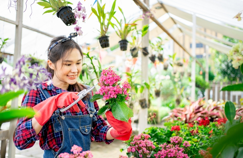 Cách chăm sóc và kết hợp hoa sống đời trong phong thủy