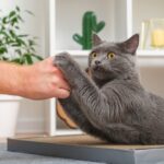 bị mèo cào có sao không​