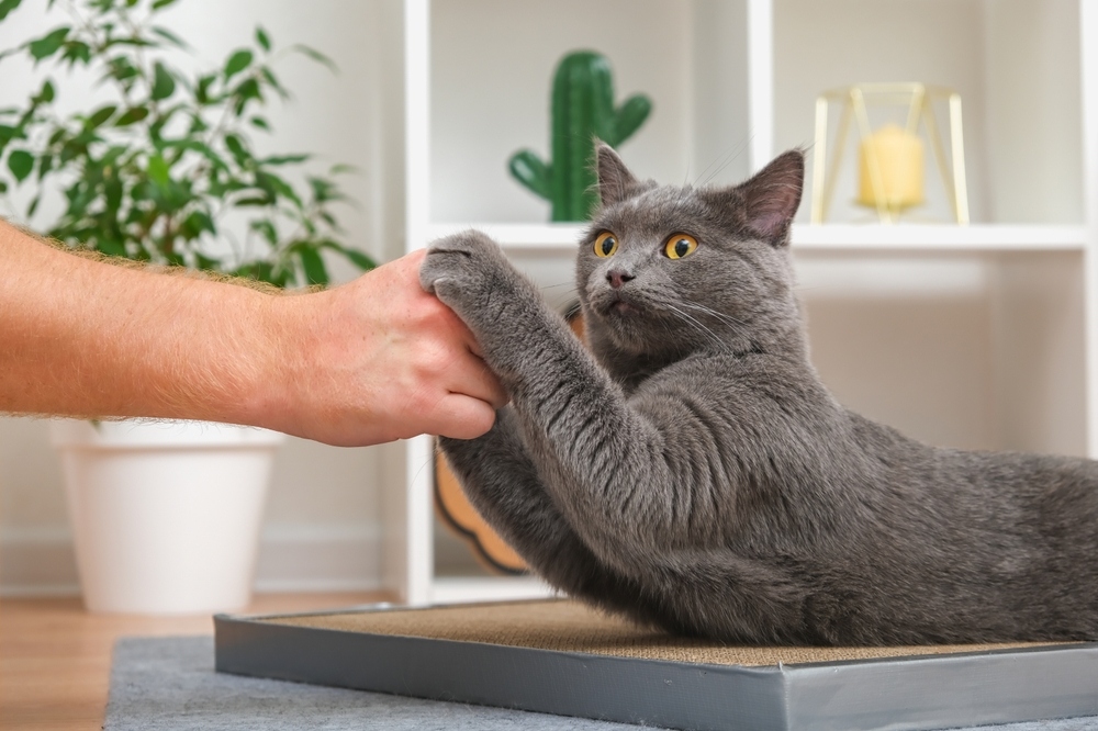 bị mèo cào có sao không​