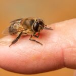 mẹo dân gian chữa ong đốt​